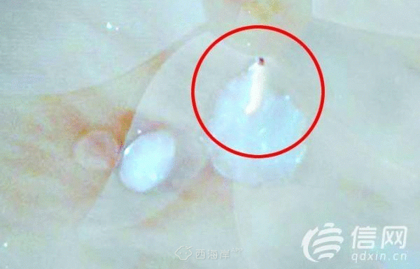 圣元优博奶粉里有活虫? 赔付一箱奶粉顾客不满