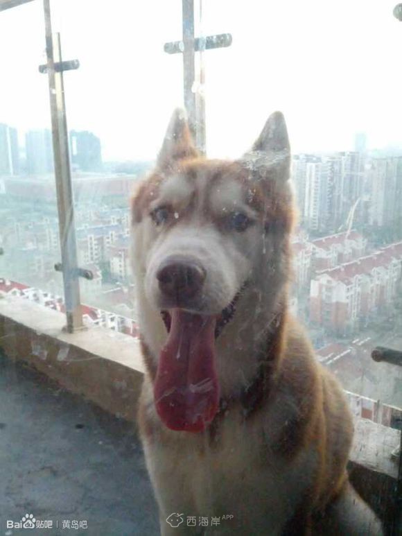 出售自家哈士奇一只，红色火很正。