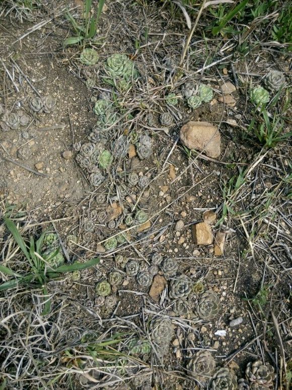 还买个鸡巴多肉啊，山上一片一片的。噗