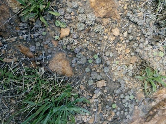 还买个鸡巴多肉啊，山上一片一片的。噗