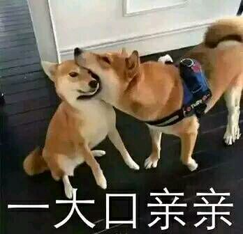 小骨，欧弟和肥猫来了～