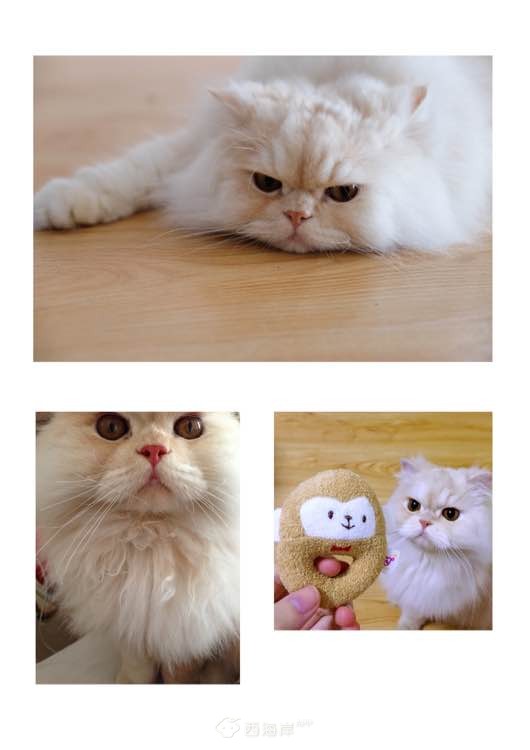 寻猫启事，必有重谢