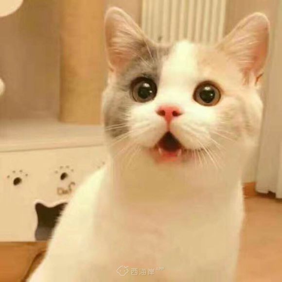 多窝花色英短找新家