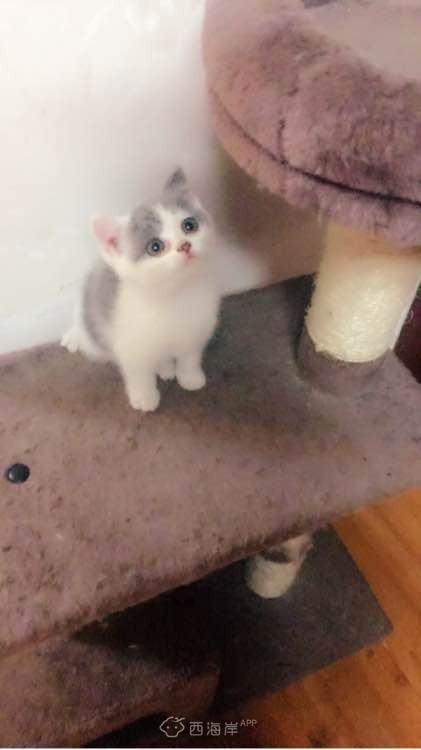 多窝花色英短找新家