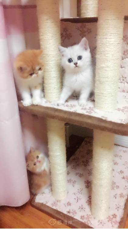 多窝花色英短找新家