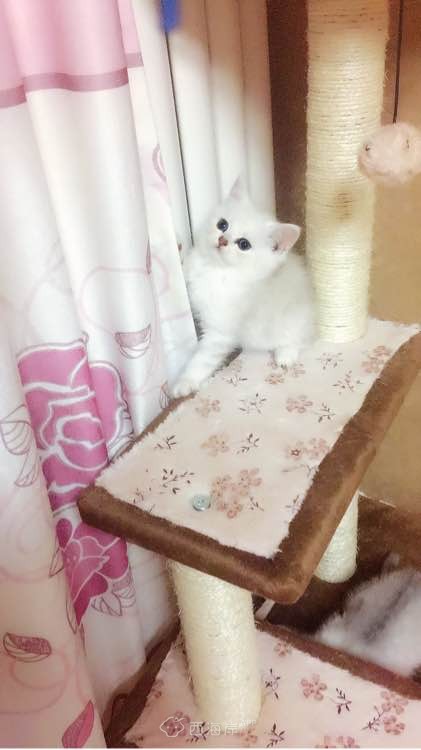 多窝花色英短找新家