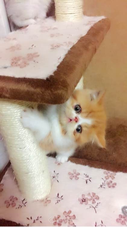 多窝花色英短找新家