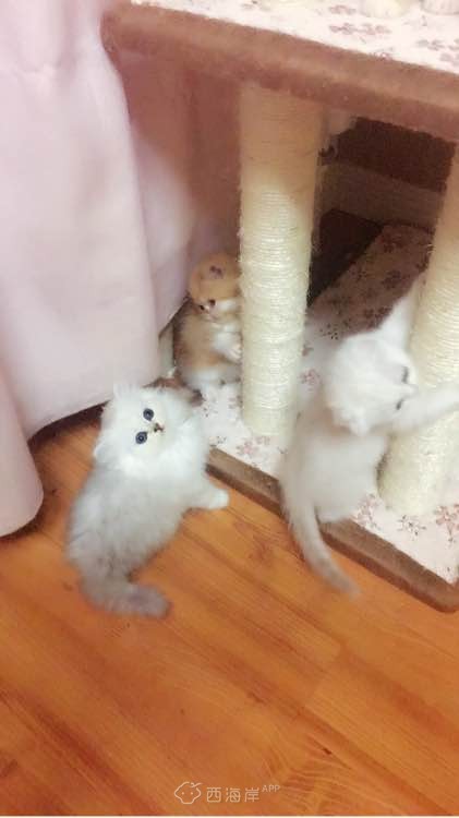 多窝花色英短找新家