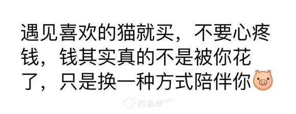 多窝花色英短找新家