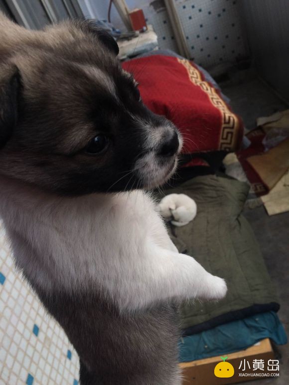 送狗！自家足月小狗