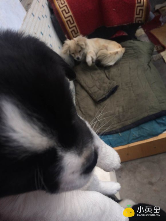 送狗！自家足月小狗