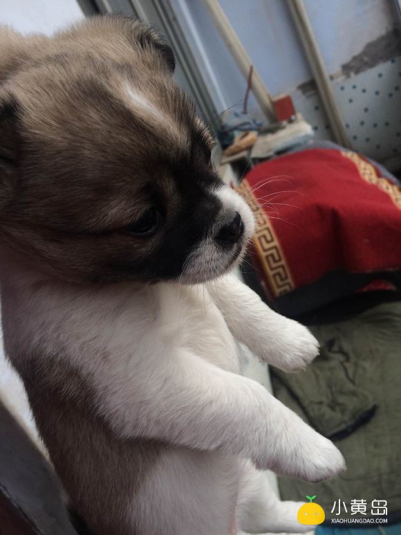 送狗！自家足月小狗