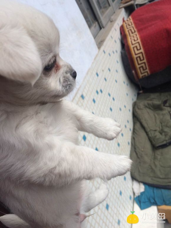 送狗！自家足月小狗