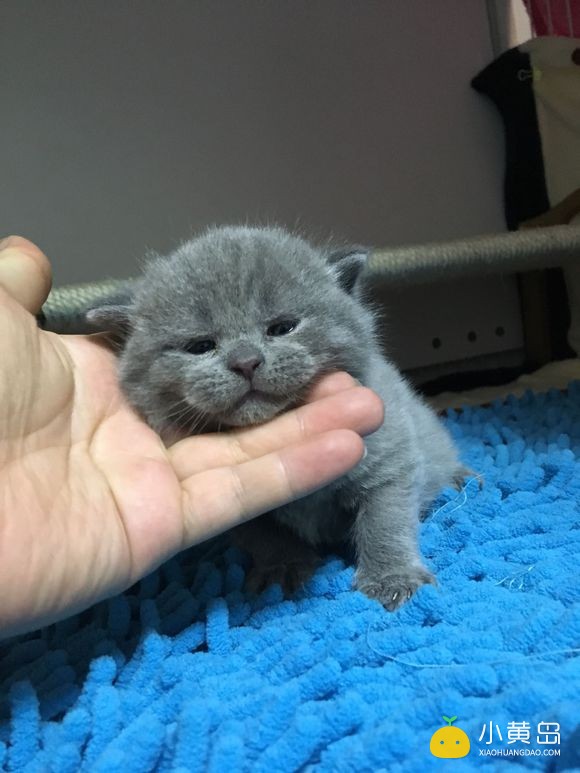 新年晒一晒我们家萌猫宝宝