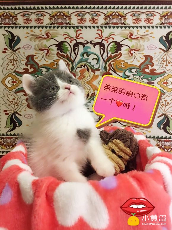 新年晒一晒我们家萌猫宝宝