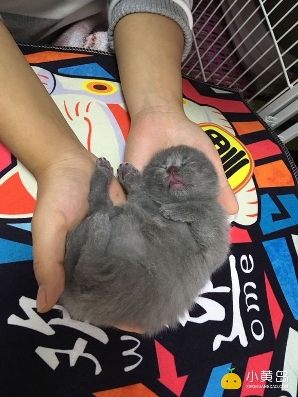 新年晒一晒我们家萌猫宝宝