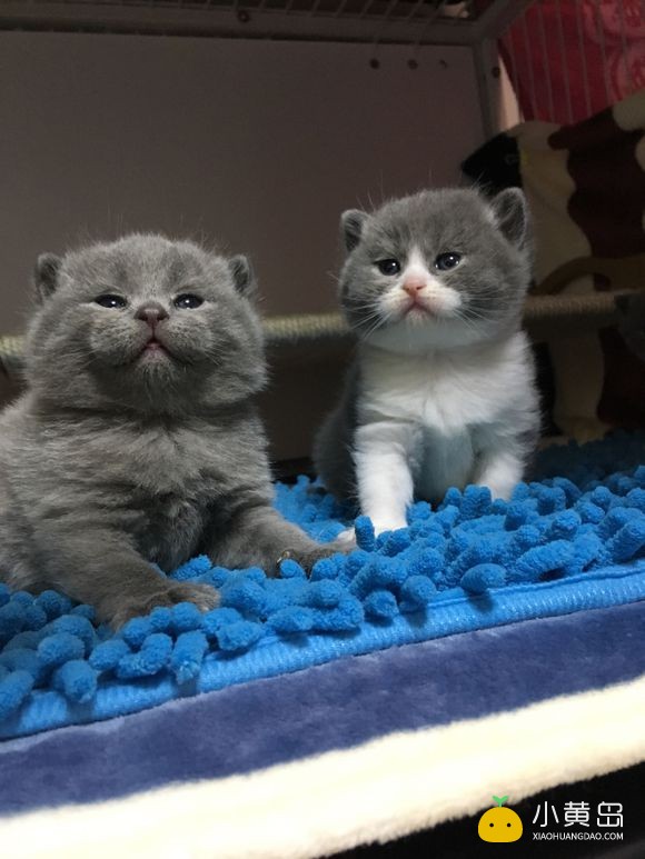 新年晒一晒我们家萌猫宝宝