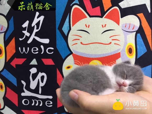 新年晒一晒我们家萌猫宝宝