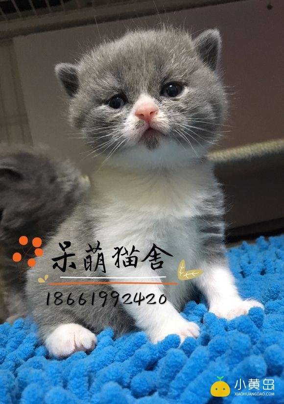 新年晒一晒我们家萌猫宝宝