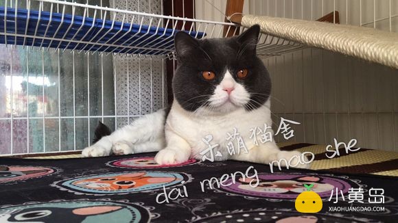 新年晒一晒我们家萌猫宝宝