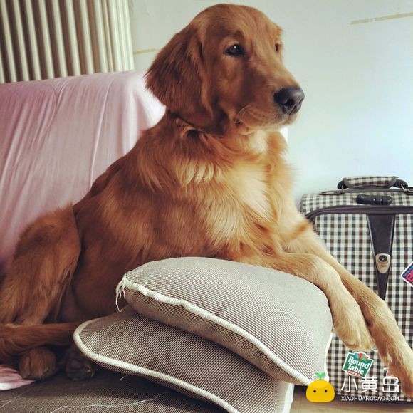 二月初有没有顺风车去高密的？一人一狗狗，狗狗很乖，走之前会洗