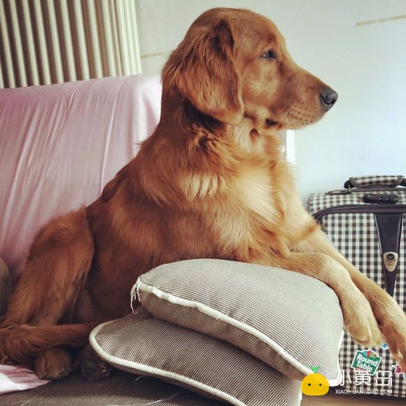 二月初有没有顺风车去高密的？一人一狗狗，狗狗很乖，走之前会洗