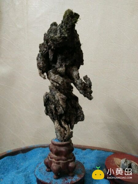 玩附树盆景，请认准英石附石