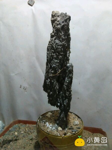 玩附树盆景，请认准英石附石