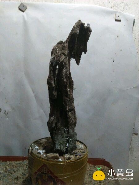 玩附树盆景，请认准英石附石