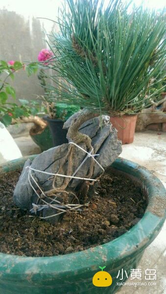 玩附树盆景，请认准英石附石