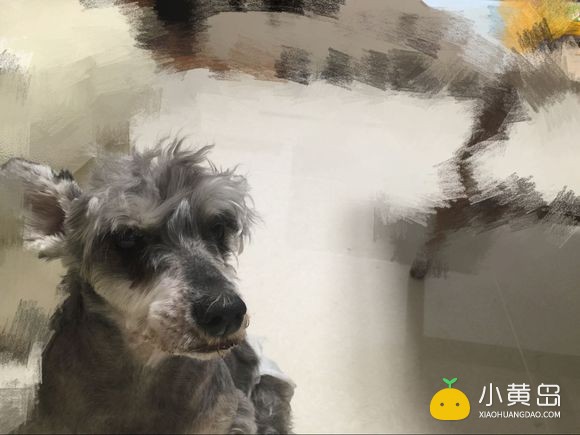 雪纳瑞寻领养