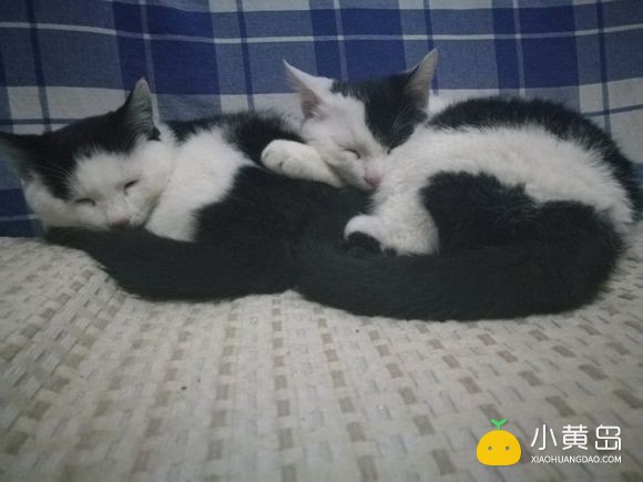 有没有想养猫的老铁啊，马上要回家过年了，两个儿子带不走，感觉