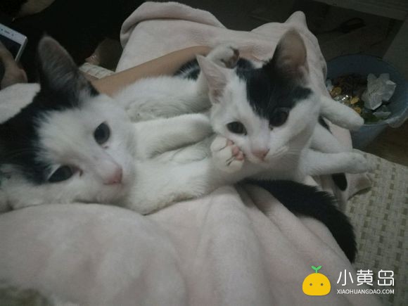 有没有想养猫的老铁啊，马上要回家过年了，两个儿子带不走，感觉