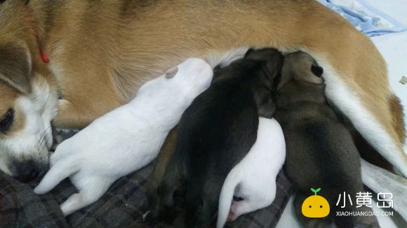 有愿意养狗的嘛？