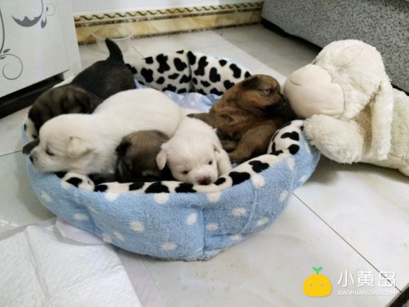 有愿意养狗的嘛？
