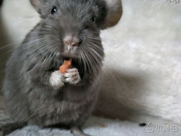 情人节到了买只龙猫送女朋友吧