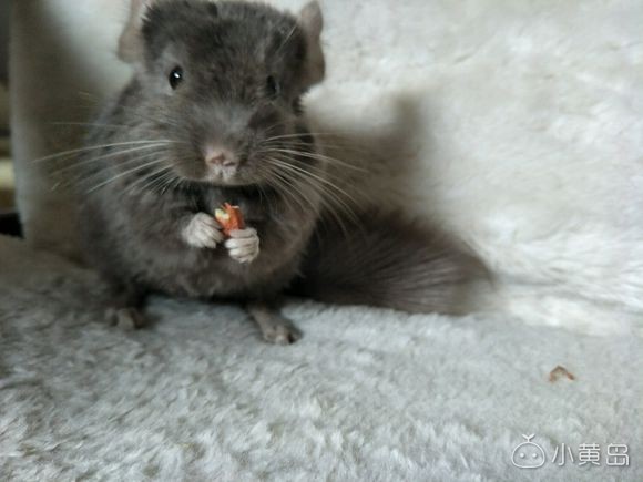 情人节到了买只龙猫送女朋友吧