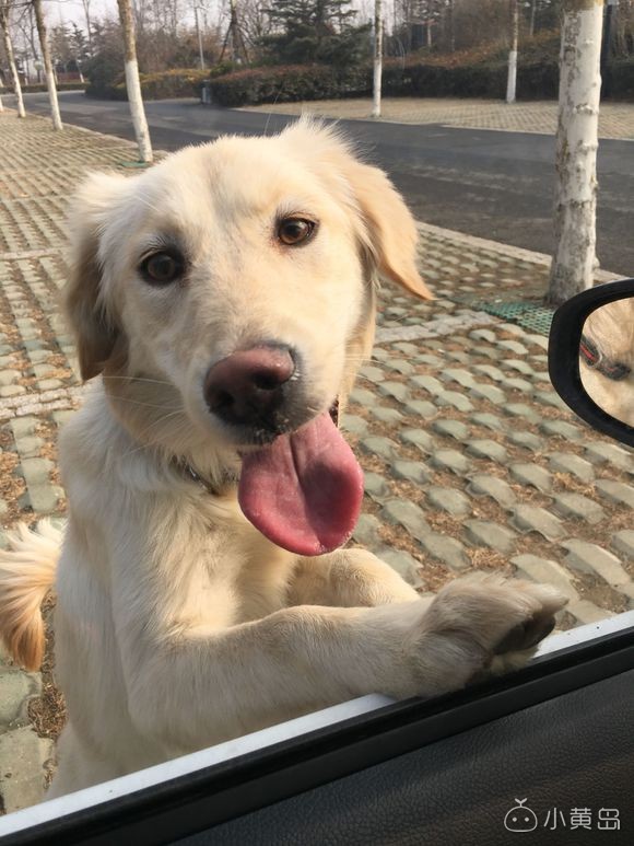 找个好心人领养