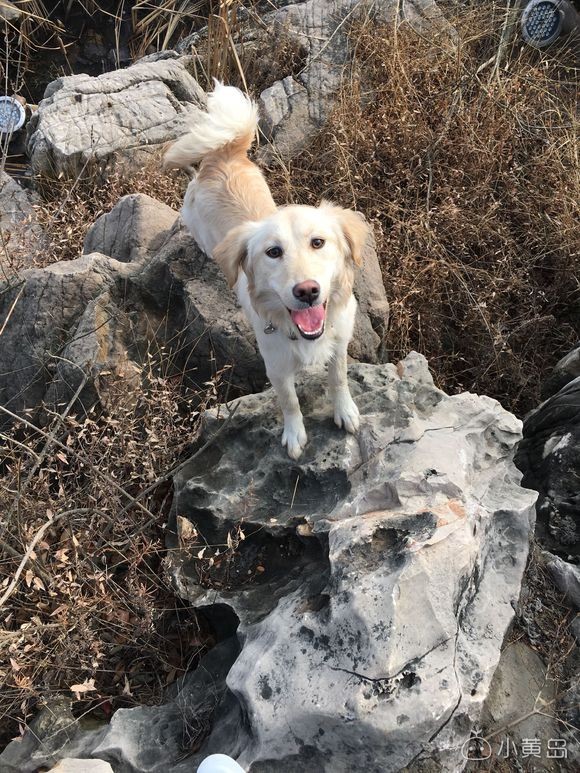 找个好心人领养