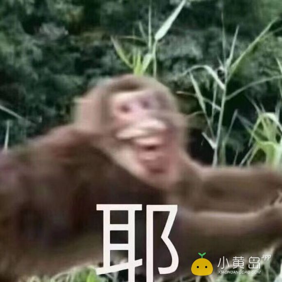 谁家小猫生了养不了，想领养一只小橘猫～