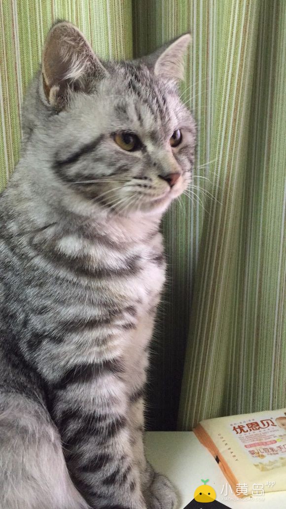 给自家小猫找个男朋友，多谢多谢