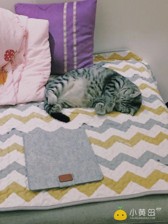 给自家小猫找个男朋友，多谢多谢