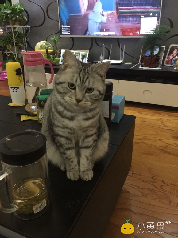 给自家小猫找个男朋友，多谢多谢