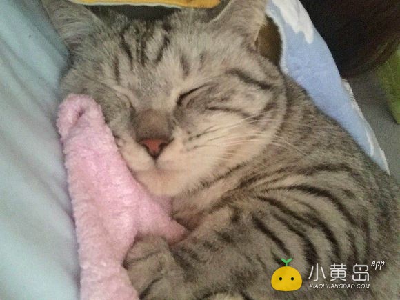 给自家小猫找个男朋友，多谢多谢