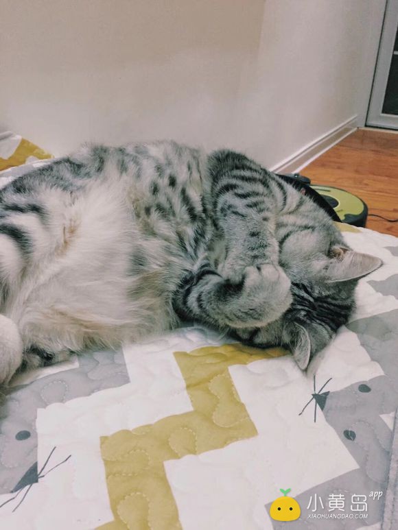 给自家小猫找个男朋友，多谢多谢