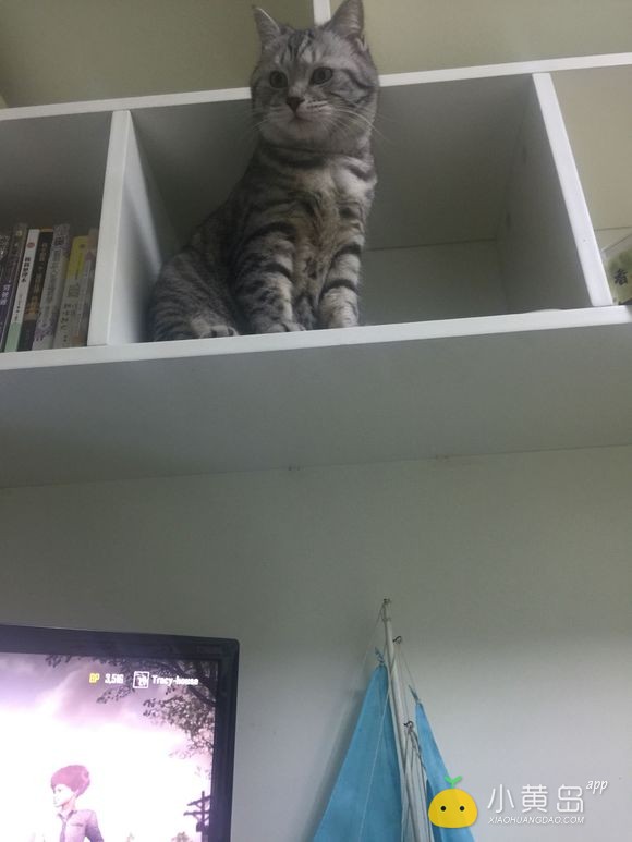 给自家小猫找个男朋友，多谢多谢
