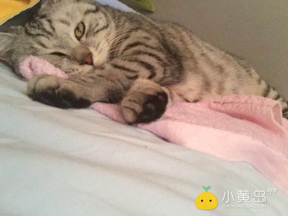 给自家小猫找个男朋友，多谢多谢