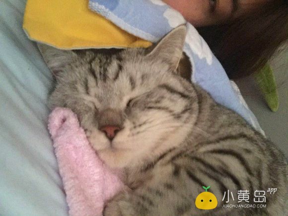 给自家小猫找个男朋友，多谢多谢
