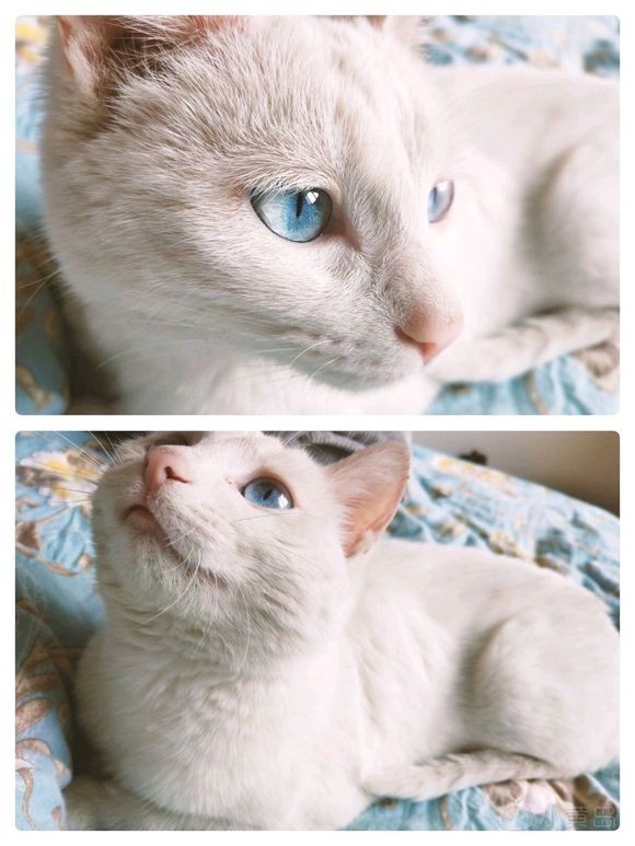 黄岛有没有养猫的啊，我养的小母猫发情了，可愁死我了，天天叫，