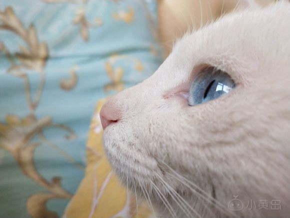 黄岛有没有养猫的啊，我养的小母猫发情了，可愁死我了，天天叫，